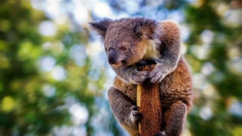 Koala Bear Wallpaper For Desktop 70 Images