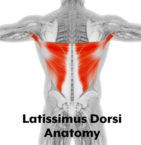 Latissimus Dorsi Pain Release Effective Technique