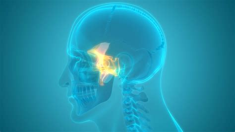 Sphenoid Bone Anatomy Function And Treatment