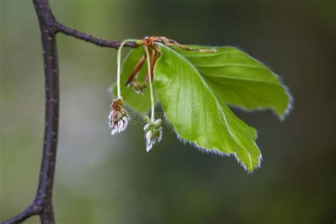 Hairy Male Flowers And Leaves On A Branch Of The Common Beech Tree