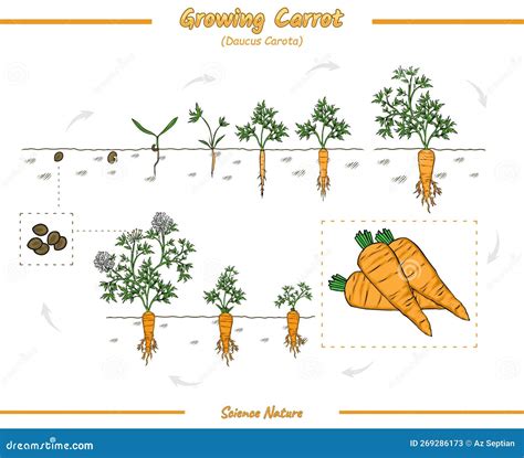 Growth Stages Of Carrots Stock Vector Illustration Of Diagram 269286173