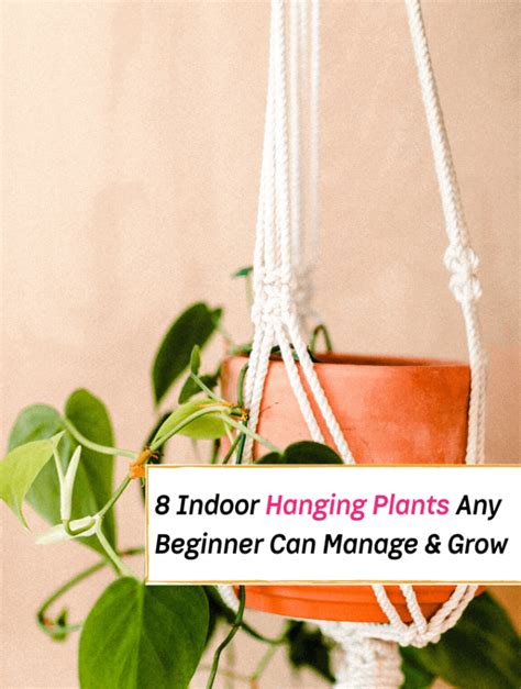 8 Indoor Hanging Plants Any Beginner Can Easily Manage Artofit