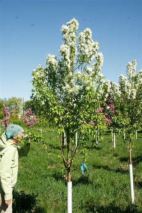 Oak Birch Maple Serviceberry Shade Tree Nursery Stock In Minnesota