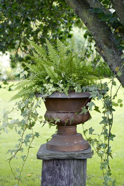 Ferns And Ivy Look Great In A Garden Urn Container Flowers Container