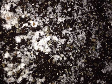 Is mycelium taking over the casing or do I have trich?? - Contamination ...