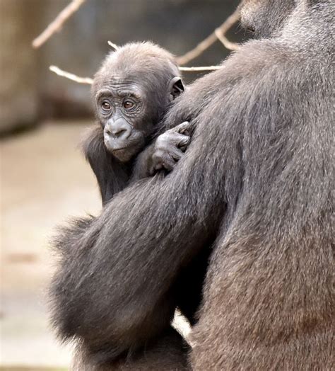 Dozens Of Babies Steal The Show At Cincinnati Zoo Zooborns