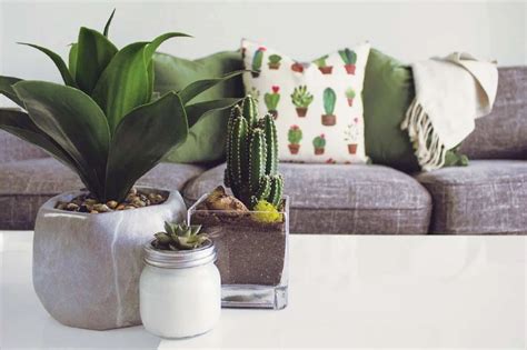 Home Interior Designs Using Plants To Make Your House Look Elegant