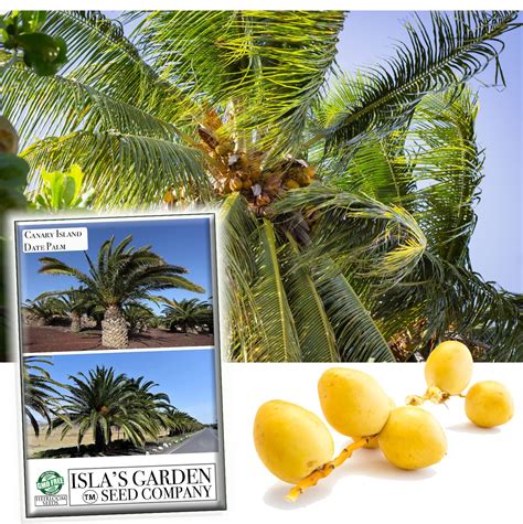 Buy Canary Island Date Palm Tree Phoenix Canariensis Aka