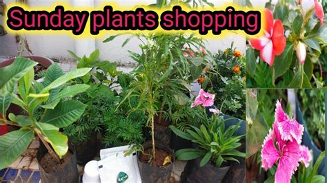 Sunday Nursery Plants Shoppinggreen Garden Gujarat Youtube