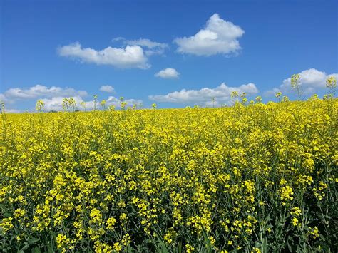 Hd Wallpaper Oilseed Rape Summer Landscape Field Of Rapeseeds Sky