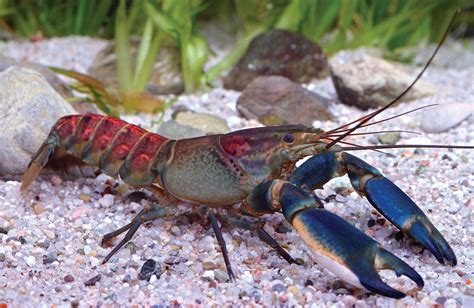 Sciency Thoughts Cherax Warsamsonicus A New Species Of Crayfish From