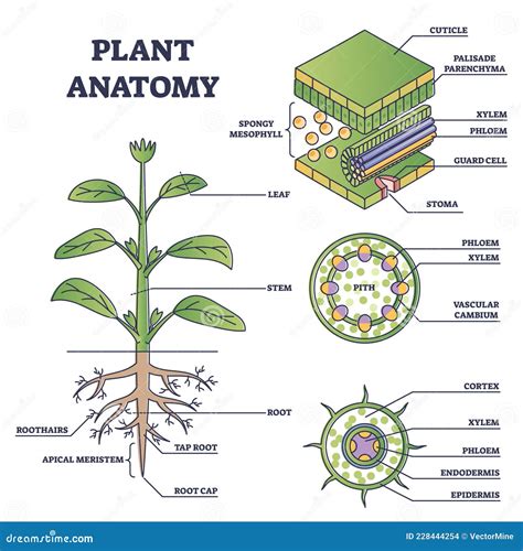 Plant Anatomy With Structure And Internal Side View Parts Outline