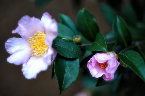 Camellia Sasanqua A Fall Southern Classic The Graceful Gardener