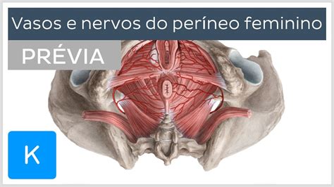 Vascularização E Inervação Do Períneo Feminino Prévia Anatomia Humana Kenhub Youtube