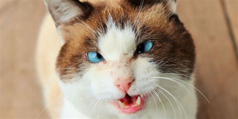 Strabismus In Cats Causes Symptoms And Treatment