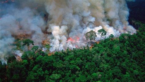 El incendio de la selva Amazónica en la mirada de una experta de la UNLP