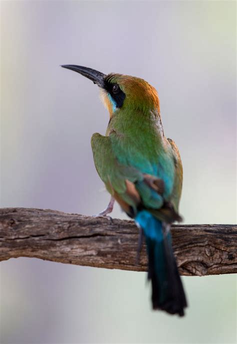Bee Eater World Photography Image Galleries By Aike M Voelker