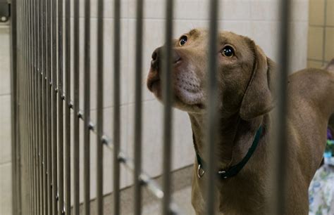 Pandemic Pets At Northeast Animal Shelter Itemlive Itemlive