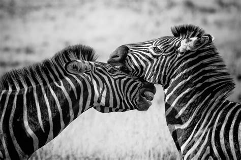 Selective Focus And Greyscale Photography Of Two Zebras Hd Wallpaper