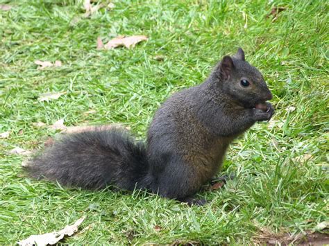 Princeton Daily Photo Black Squirrel