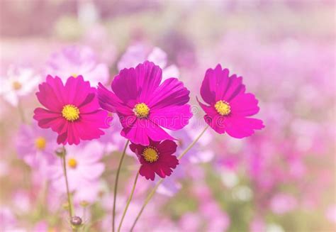 Close Up Colorful Pink Cosmos Flowers Blooming In The Field Stock Photo