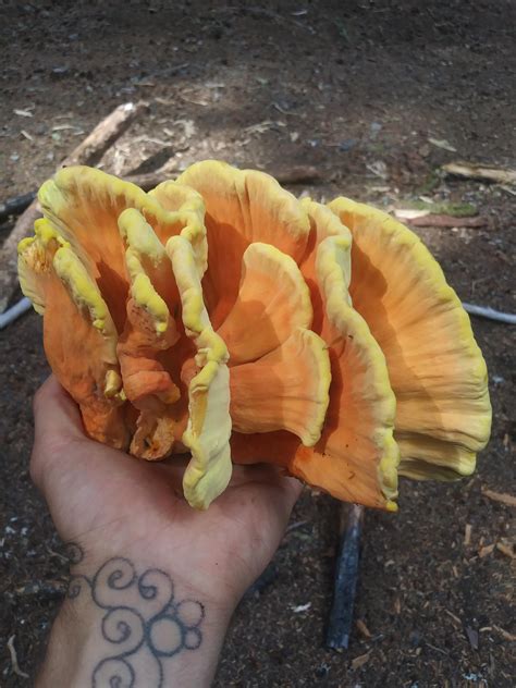 A Beautiful Chicken Of The Woods Presented Itself To Us On A Hike