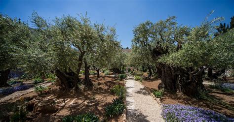 The Complete Guide To The Garden Of Gethsemane Sar El Tours And Conferences