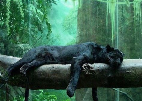 Panther Sleeping Beautiful Big Cats Pinterest