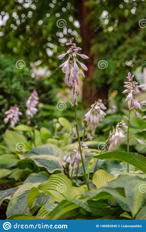 Hosta Blooms Close Up A Group Of Flowering Plants In The Garden Stock