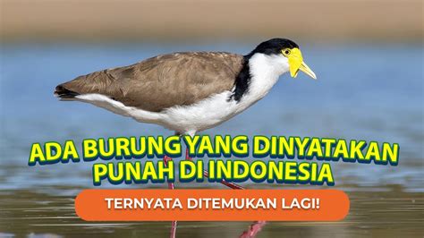 Daftar 10 Jenis Burung Langka Di Indonesia Youtube