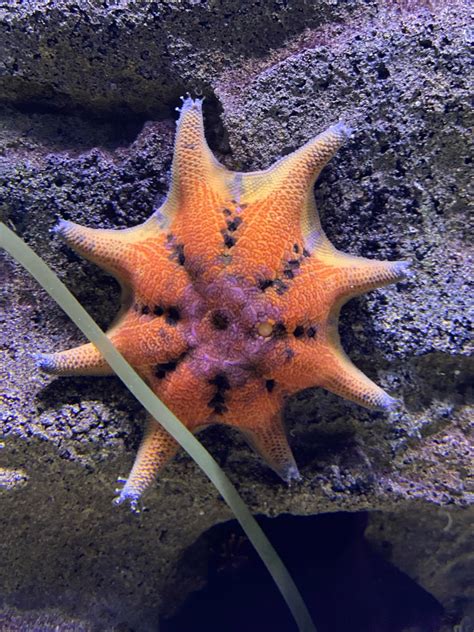 Sea Stars Aka Starfish Sea Life Melbourne Aquarium