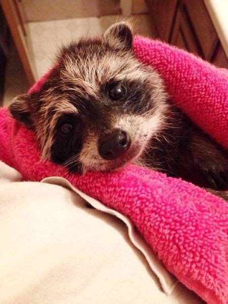Raccoon Dog Form Bond After He Loses His Mom Baby Raccoon Raccoon
