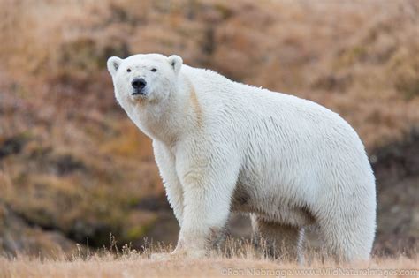 Polar Bear Arctic National Wildlife Refuge Alaska Photos By Ron