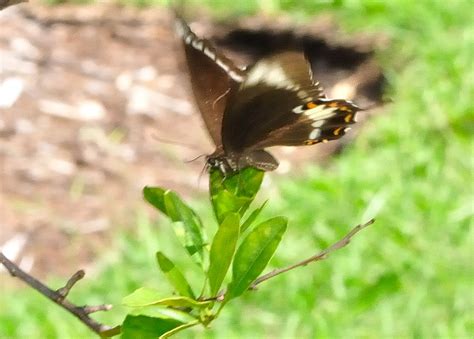Fuscous Swallowtail Butterfly Papilio Fuscus