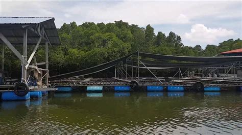 Tigilan mo na nga yan tommy! Soft Shell Crab Farm in Boxes in Malaysia with harvest ...