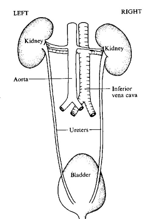 Urinary System Diagram Worksheet Sketch Coloring Page 2968 The Best