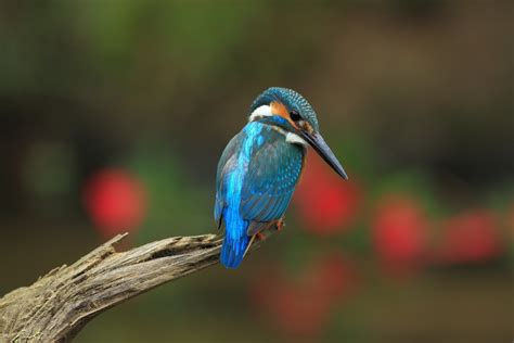 animals birds kingfisher Wallpapers HD / Desktop and Mobile Backgrounds