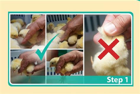 Chick Sexing Procedure For Commercial Poultry Farming Pashudhan Praharee
