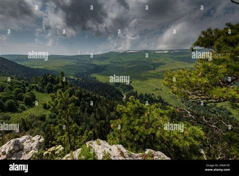 Forrest Of Green Pine Trees On Mountainside Stock Photo Alamy