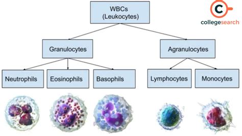 Difference Between Granulocytes And Agranulocytes Definitions Types