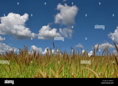 Flowering Grasses Field With Blue Sky Background Stock Photo Alamy