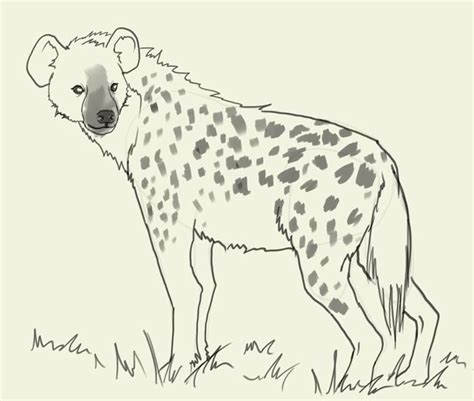 How To Draw Hyena Hyena Drawings Draw