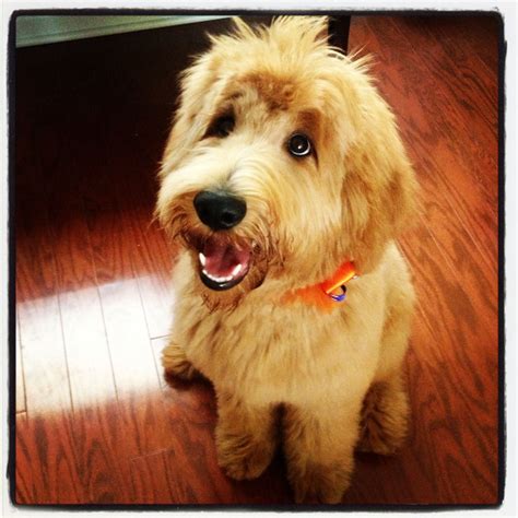 Check here what is new there in the. #goldendoodle #dogs #cute (With images) | Goldendoodle ...
