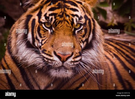 Sumatran Tiger Portrait Stock Photo Alamy