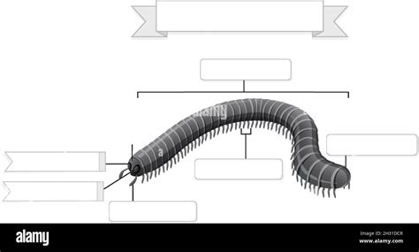 External Anatomy Of Millipede Worksheet Illustration Stock Vector Image