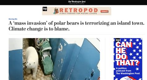 Polar Bears Walking The Streets On Novaya Zemlya Are Habituated Garbage