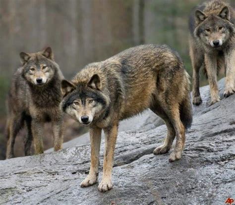 French Wolves Beautiful Wolves Animals Beautiful Cute Animals Wild