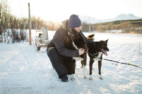 Dog Sledding Tromso Visit Our Husky Kennel And Drive Your Own Sled