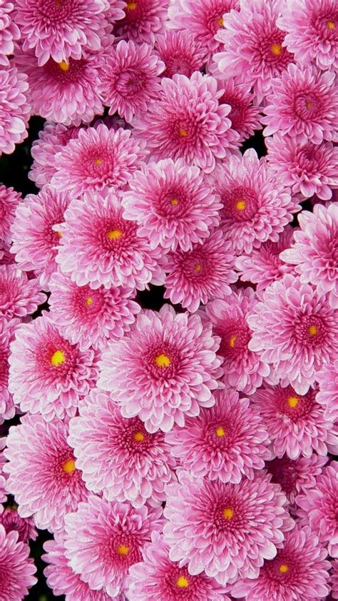 Pink Flower Wallpaper For Phone Best Hd Wallpapers Flower