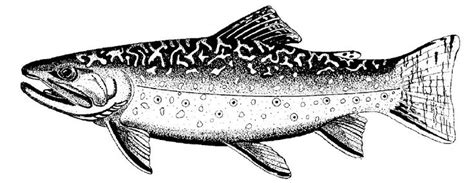 Brown Trout Pages Coloring Pages